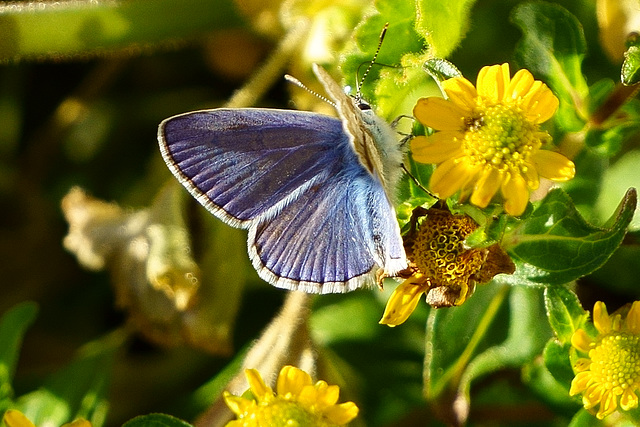 Hauhechel-Bläuling ♂ zwischen gelben Blüten