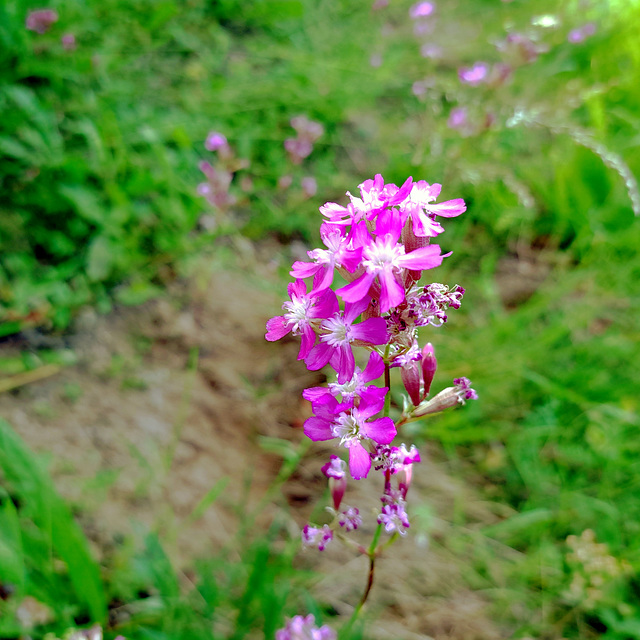 Gewöhnliche Pechnelke (Silene viscaria)