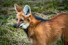 Maned wolf