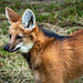 Maned wolf