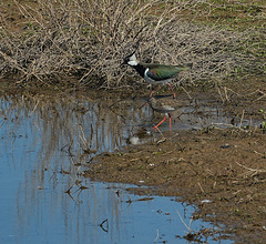 Vögel am Wasser