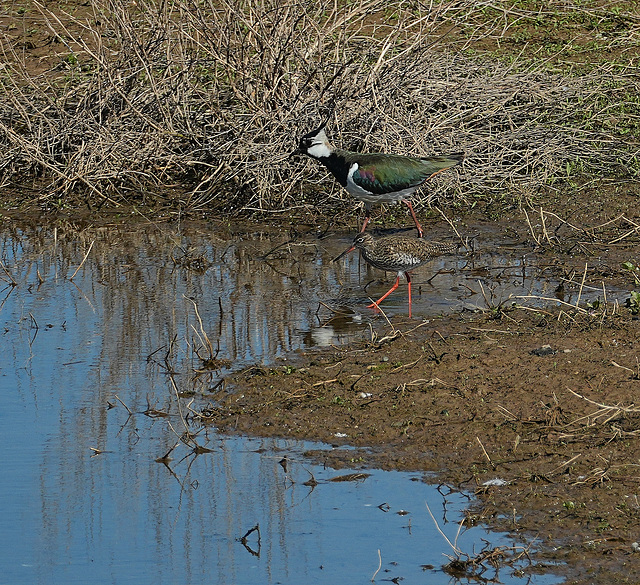 Vögel am Wasser