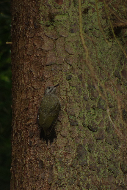 Young Green Woodpecker
