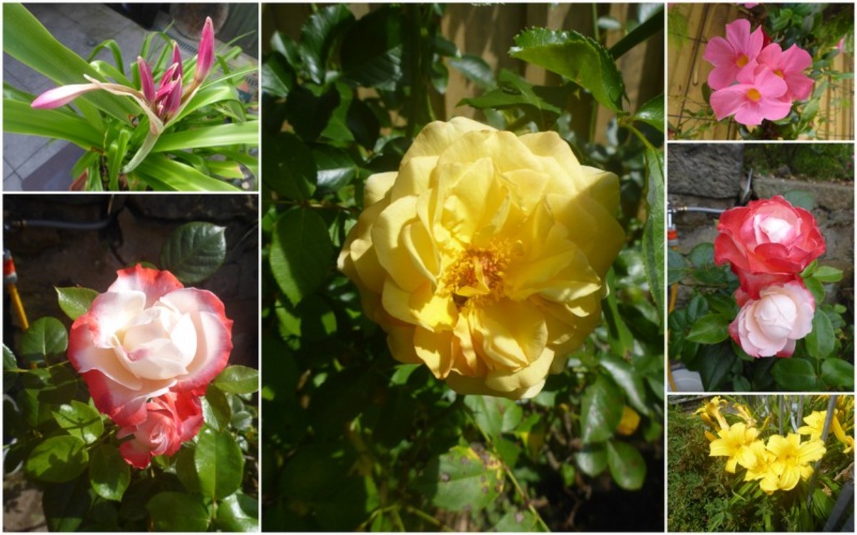 Blüten im Sommer - someraj floroj