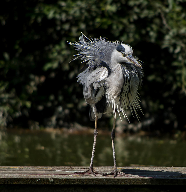 parc des oiseaux Villars les Dombes