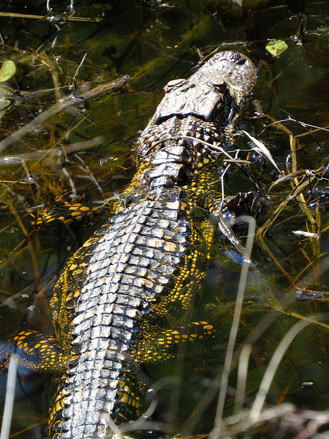 Young alligator