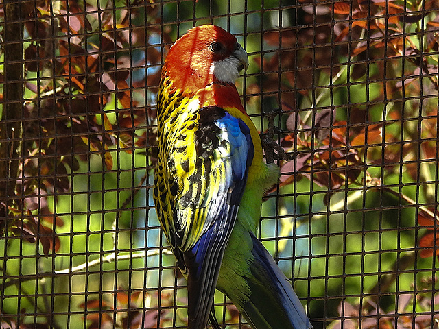 20170527 1732CPw [D~LIP] Rosellasittich, Vogelpark Detmold-Heiligenkirchen