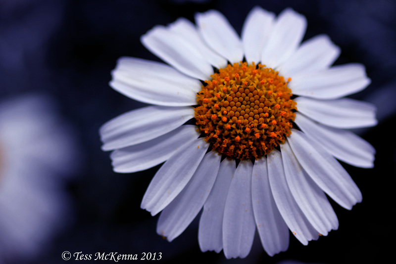 Cosmos  197 copy