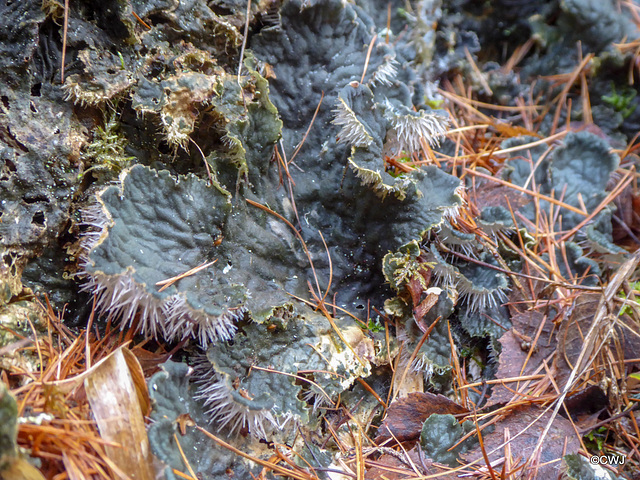 Peltigera Membranacea