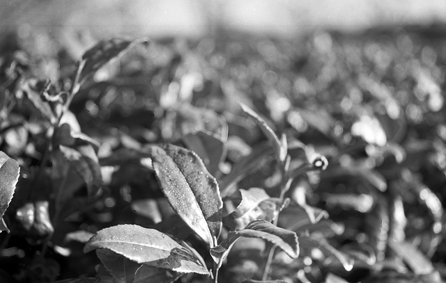 Tea plant leaves