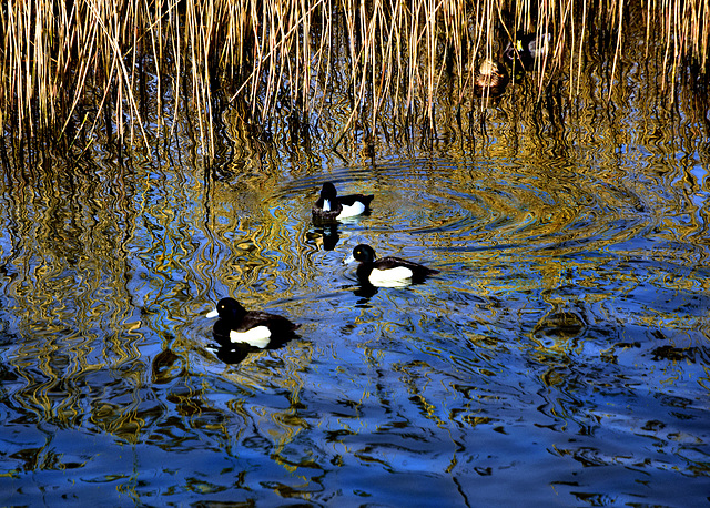 Tufted Ducks on Radipole Lake