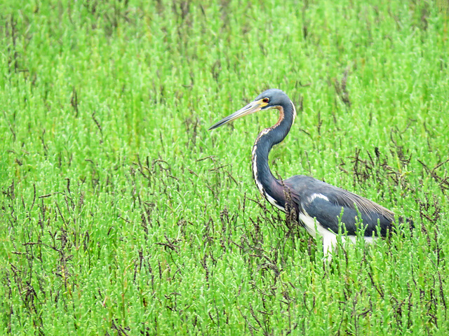 Day 2, Tricolored Heron, Rockport