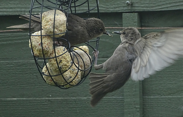 Juvenile starlings