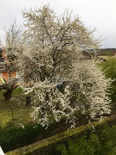 Amandier en fleurs