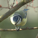 Blue Tit