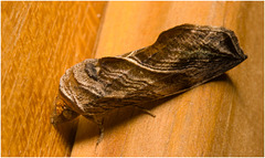 IMG 2301 Moth