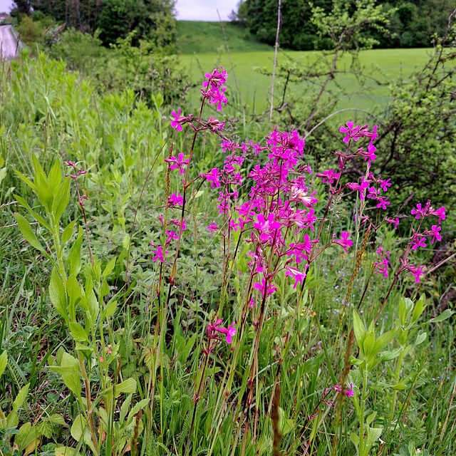 Gewöhnliche Pechnelke (Silene viscaria)