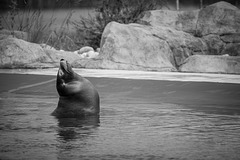 Californian sealion