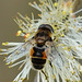 Kleine Keilfleckschwebfliege