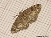 1950 Parectropis similaria (Brindled White-spot)