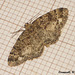 1950 Parectropis similaria (Brindled White-spot)