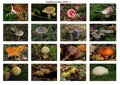 Diverse Paddenstoelen (Mushroom)