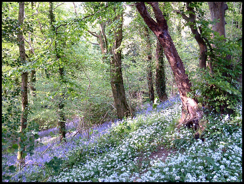 spring flora in Budshead Wood