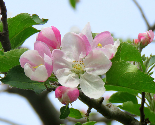 Delicate petals.