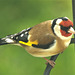 Gold Finch