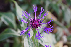Berg-Flockenblume