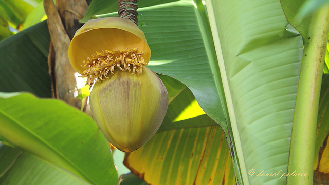 Fleur de bananier - Banana flower