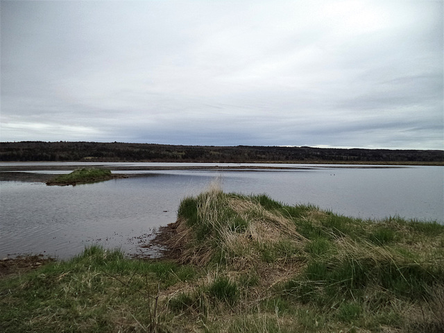 Pointe touffue / Punta a ciuffo