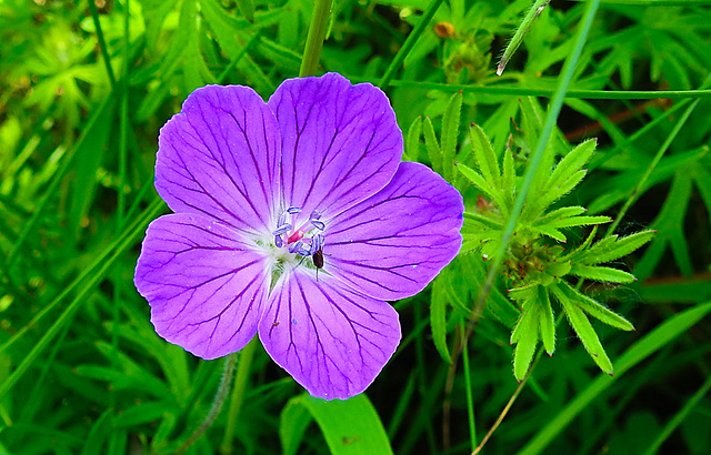 20230531 0525CPw [D~LIP] Blut-Storchschnabel (Geranium sanguineum), UWZ, Bad Salzuflen