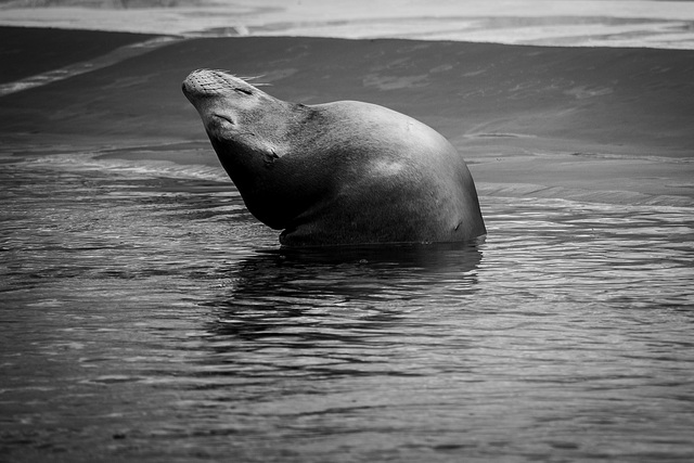 Californian sealion