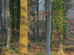 Winter Light & Dappled Shadows