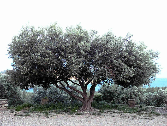 Calanque de Cassis