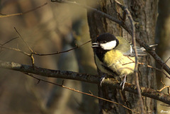 Mésange charbonnière