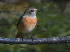 Rouge queue à front blanc jeune mâle