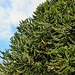 Thriving monkey puzzle, Egremont