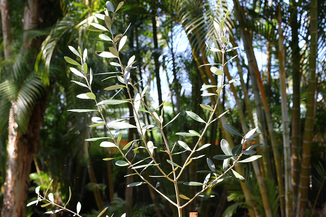 241/365 Olive Tree