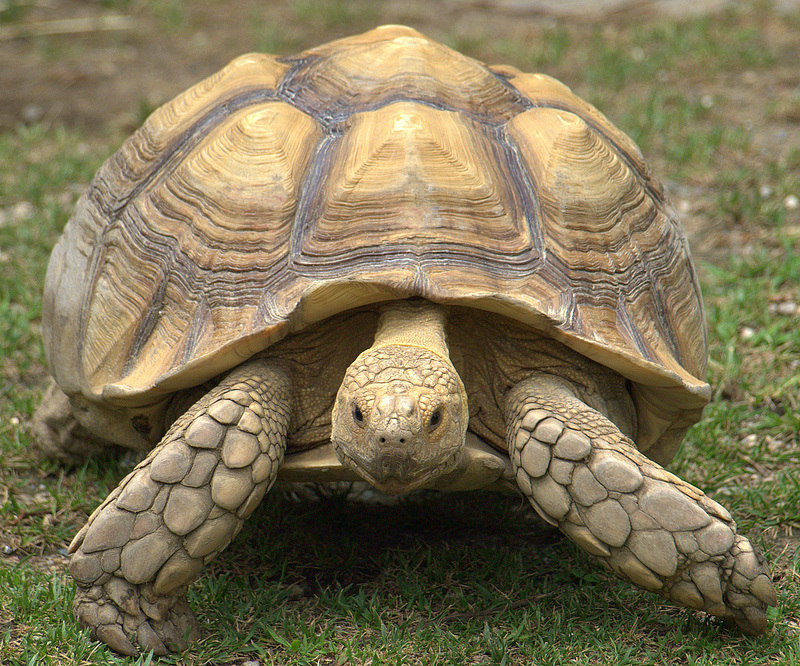 African Spurred Tortoise