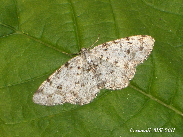 1951 Aethalura punctulata (Grey Birch)