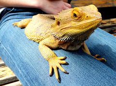 Bartagamen (Pogona) ©UdoSm