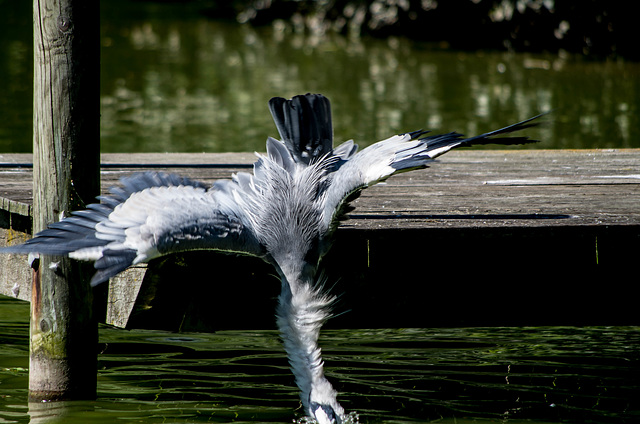 parc des oiseaux Villars les Dombes