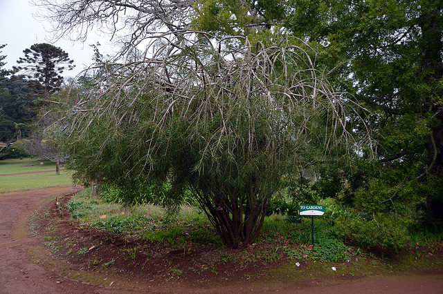 Callistemon rigidus (  Zylinderputzer )