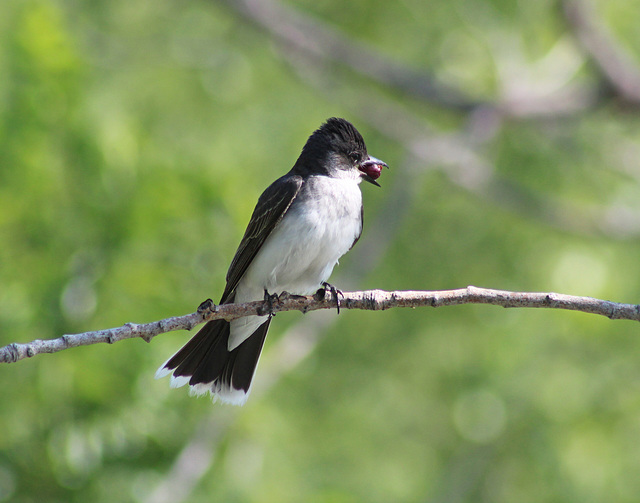 tyran tritri / eastern kingbird tyran tritri / eastern kingbird