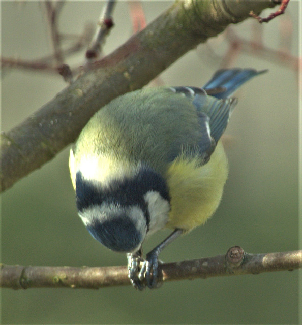 Blue Tit
