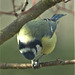 Blue Tit