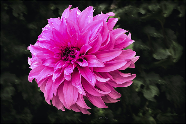 Dahlia in Rain