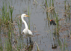 38/50 grande aigrette-great egret